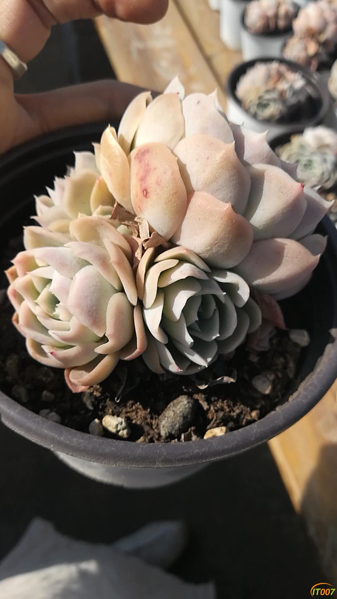 约瑟琳