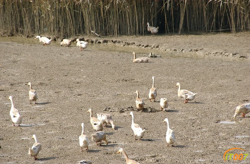 DSC_0181_副本.jpg