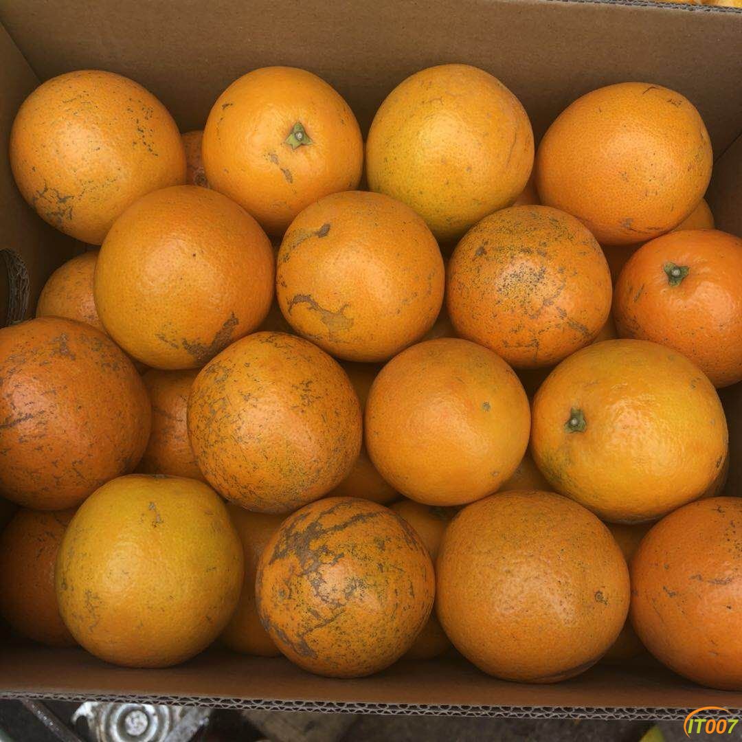 褚橙花斑果88元一件昆明包配送全国大部分地区包邮新鲜上市市中心现货