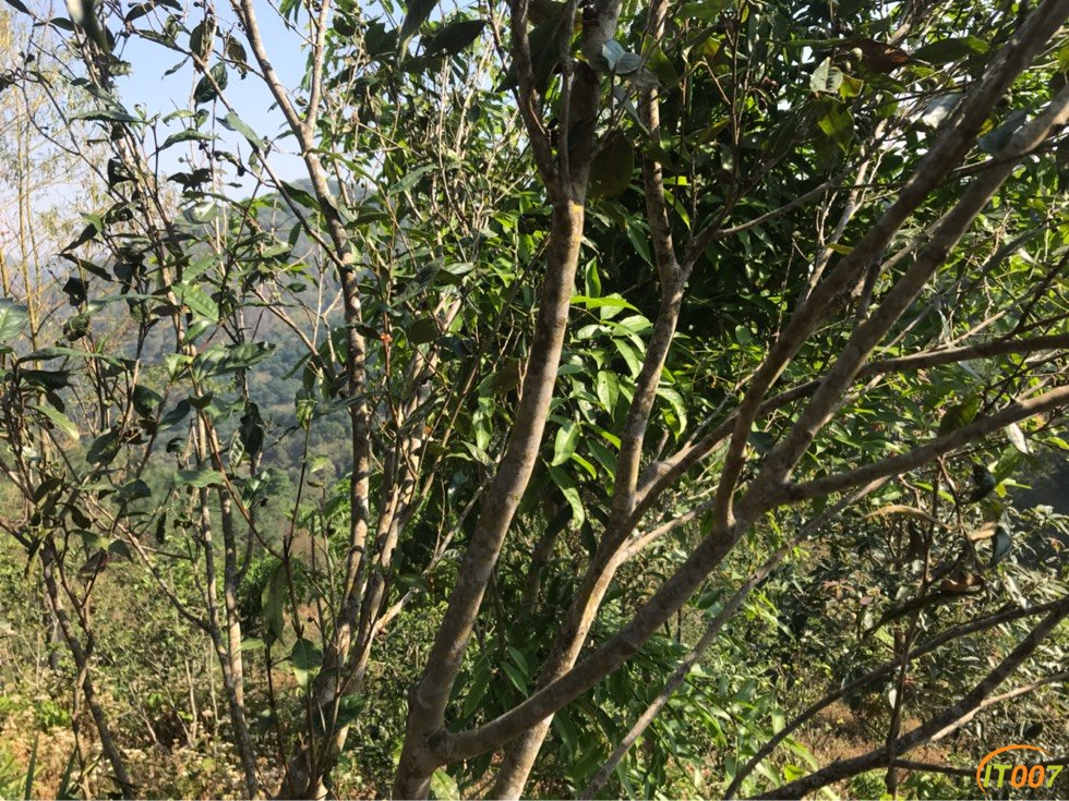 食品保健曼松贡茶老寨王子山古树纯料