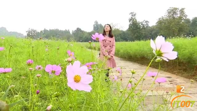 好美啊！快去打卡！国庆期间千万别错过昆明周边这片格桑花海……-4.jpg