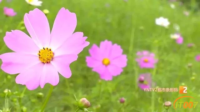 好美啊！快去打卡！国庆期间千万别错过昆明周边这片格桑花海……-6.jpg
