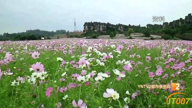 好美啊！快去打卡！国庆期间千万别错过昆明周边这片格桑花海……-9.jpg