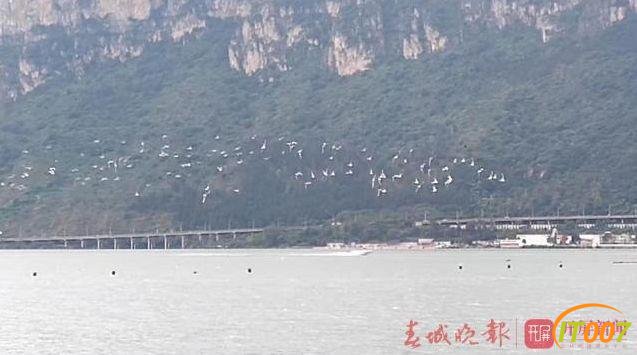 红嘴鸥先头部队抵达滇池迎客，在海埂公园就可以看到了-2.jpg