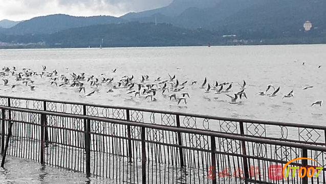 红嘴鸥先头部队抵达滇池迎客，在海埂公园就可以看到了-5.jpg