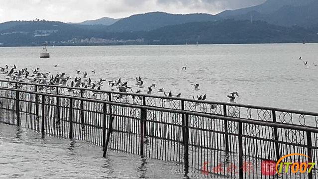 红嘴鸥先头部队抵达滇池迎客，在海埂公园就可以看到了-4.jpg