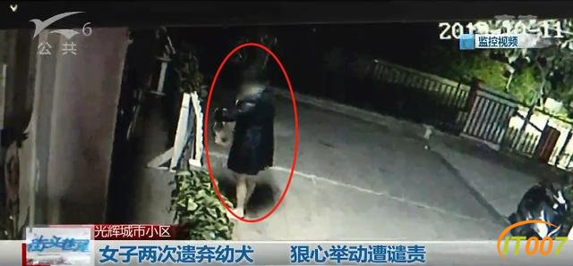 女子两次丢弃11只小奶狗，太小难养活一只不幸夭折，宠物店老板：难受，感觉自己杀了它一样-1.jpg