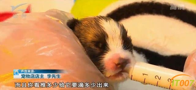 女子两次丢弃11只小奶狗，太小难养活一只不幸夭折，宠物店老板：难受，感觉自己杀了它一样-10.jpg
