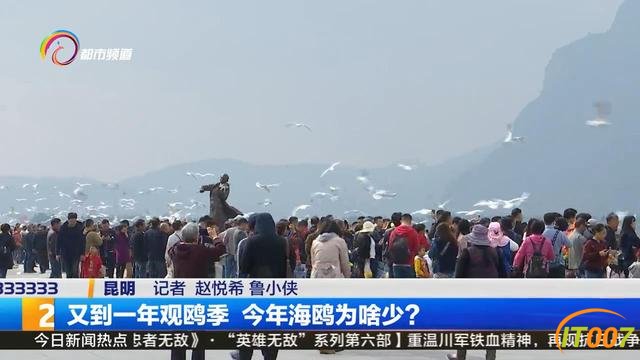 11月底到12月初 海鸥大部队就将抵达昆明-2.jpg