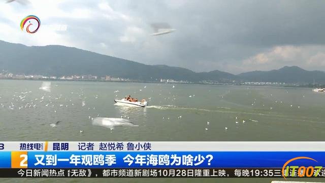 11月底到12月初 海鸥大部队就将抵达昆明-3.jpg