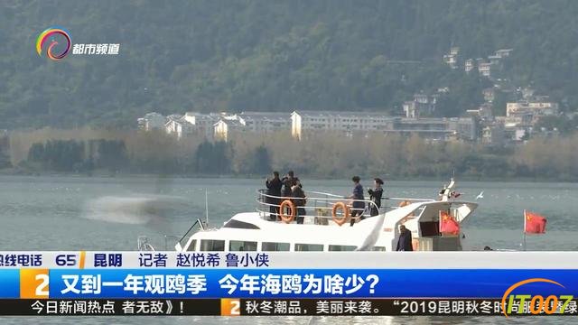 11月底到12月初 海鸥大部队就将抵达昆明-4.jpg
