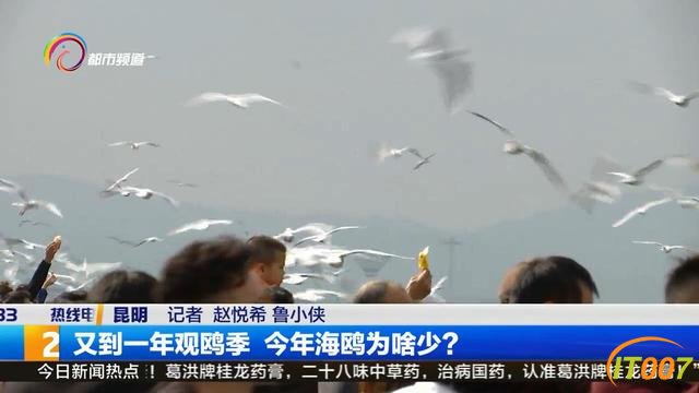 11月底到12月初 海鸥大部队就将抵达昆明-6.jpg