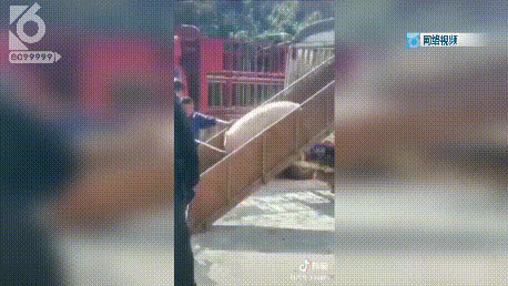 一场严肃的强制执行，画风演变成大型赶猪现场 官渡法院：我太难了-2.jpg