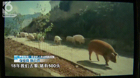 一场严肃的强制执行，画风演变成大型赶猪现场 官渡法院：我太难了-3.jpg