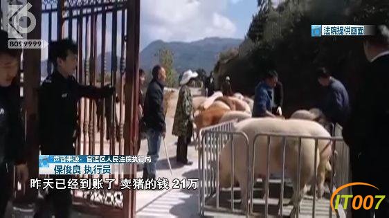 一场严肃的强制执行，画风演变成大型赶猪现场 官渡法院：我太难了-9.jpg