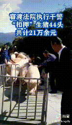 一场严肃的强制执行，画风演变成大型赶猪现场 官渡法院：我太难了-11.jpg
