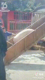一场严肃的强制执行，画风演变成大型赶猪现场 官渡法院：我太难了-12.jpg