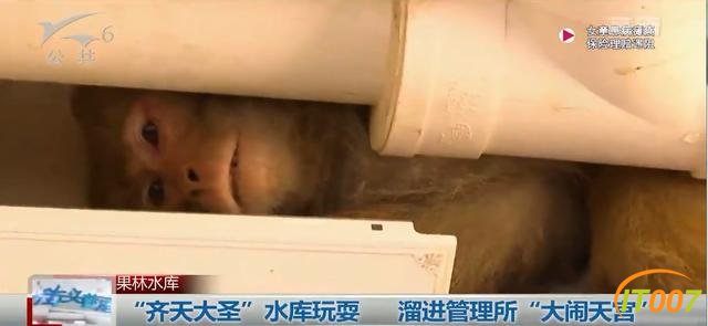 哈哈哈太可爱了吧！猴子跑到管理所“拆家”，所长还以为是“职工打架”-10.jpg