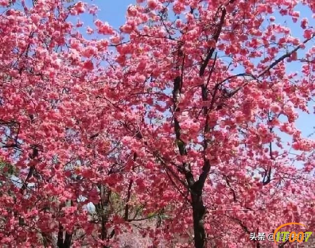 昆明地铁5号线，途径世博园、圆通山、翠湖、滇池等旅游景点-4.jpg