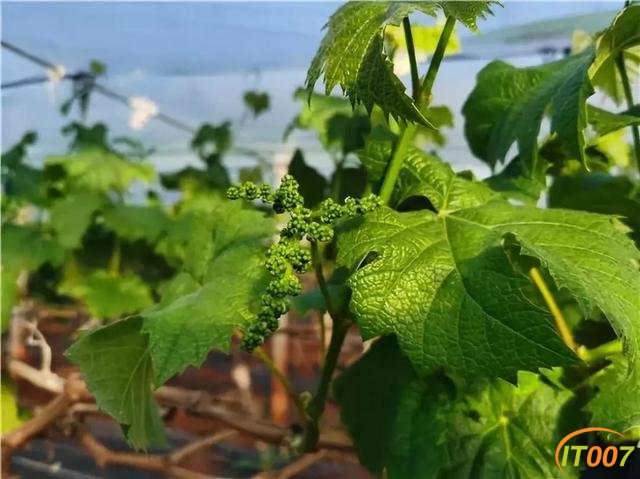 重要提示！昆明主城发布霜冻蓝色预警！云南这些地方遭受霜冻灾害-23.jpg