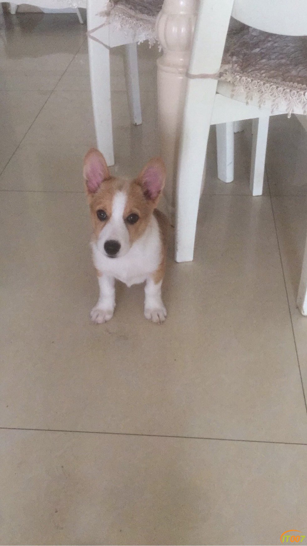 163030wik1j1cativjitxq.jpg