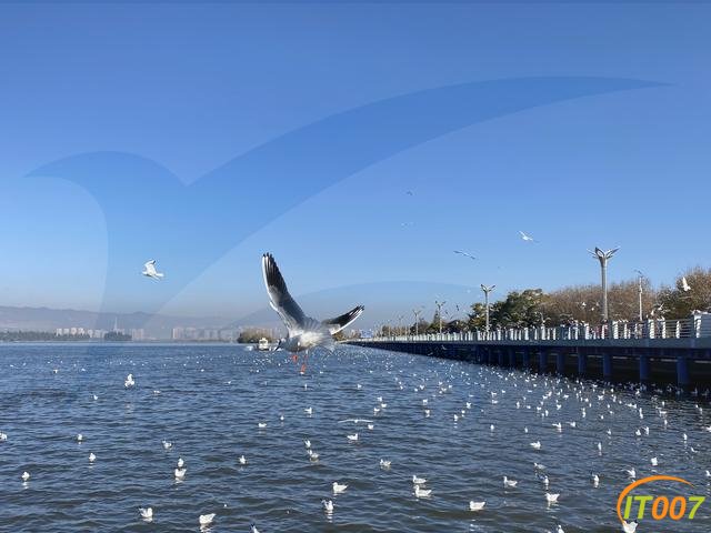 总有“刁民”想害鸥！昆明海埂大坝抓海鸥？10000元林业行政处罚怕不怕-2.jpg