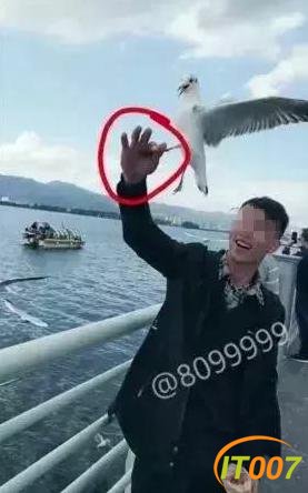 总有“刁民”想害鸥！昆明海埂大坝抓海鸥？10000元林业行政处罚怕不怕-7.jpg