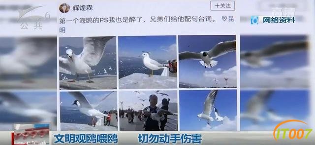 总有“刁民”想害鸥！昆明海埂大坝抓海鸥？10000元林业行政处罚怕不怕-8.jpg