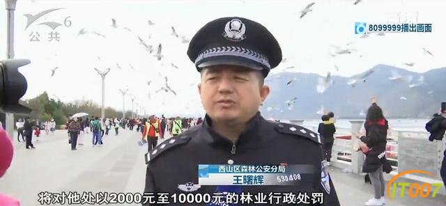 总有“刁民”想害鸥！昆明海埂大坝抓海鸥？10000元林业行政处罚怕不怕-11.jpg