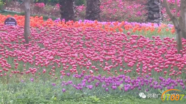 5月1日前，普者黑部分景区可免费游览！昆明的翠湖公园和海埂大坝恢复开放日期待定-15.jpg