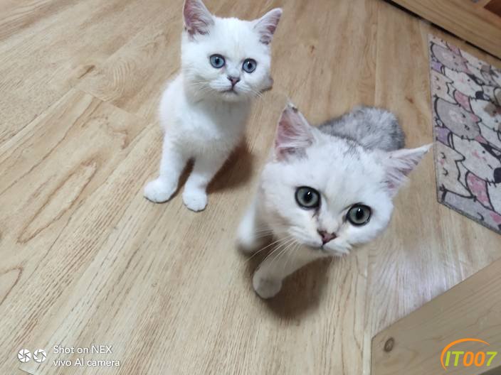 宠物交易猫舍出售各种猫咪宠物猫