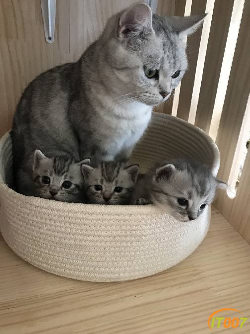 宠物交易宠物猫美短布偶猫