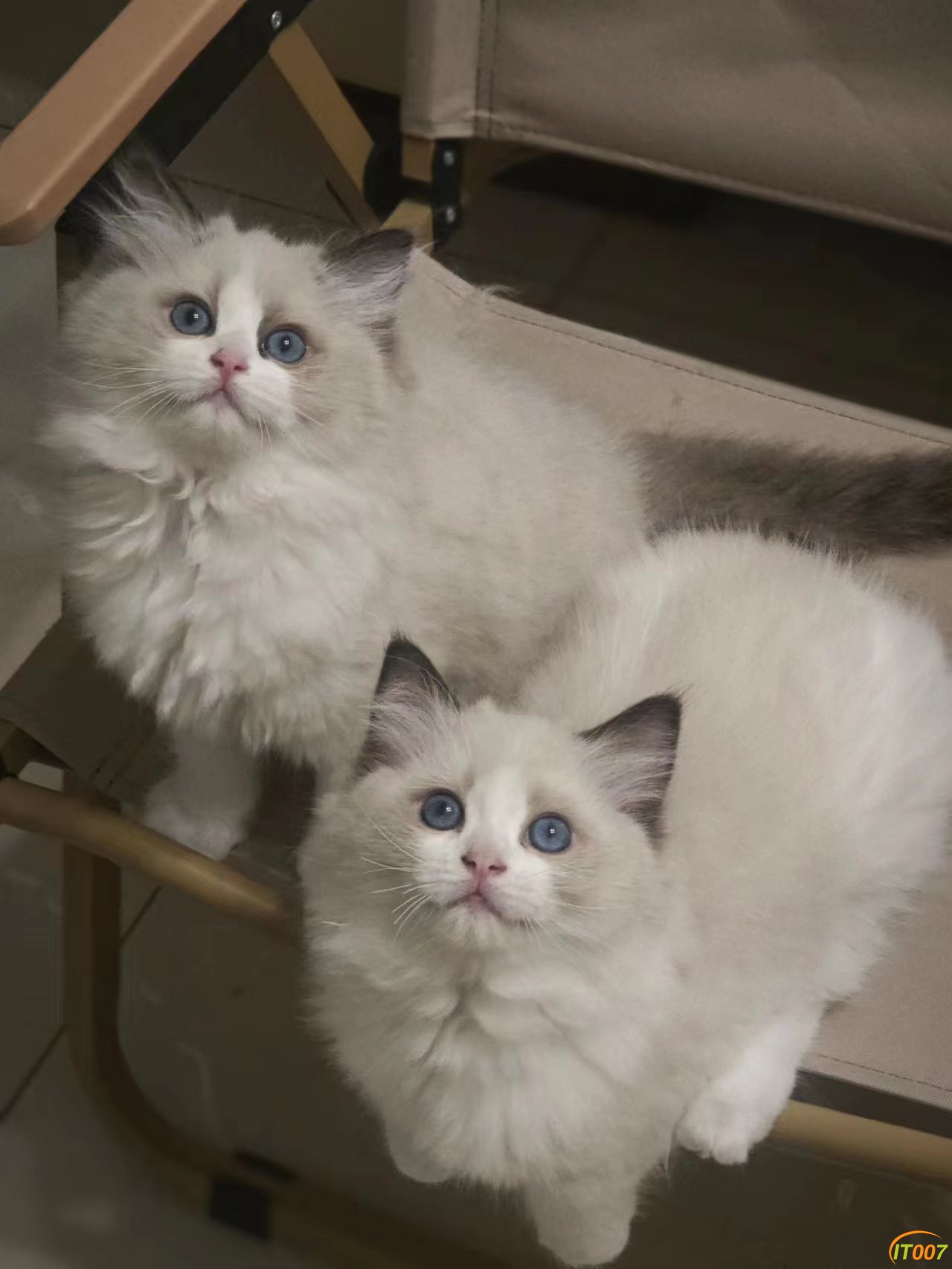 小猫照片