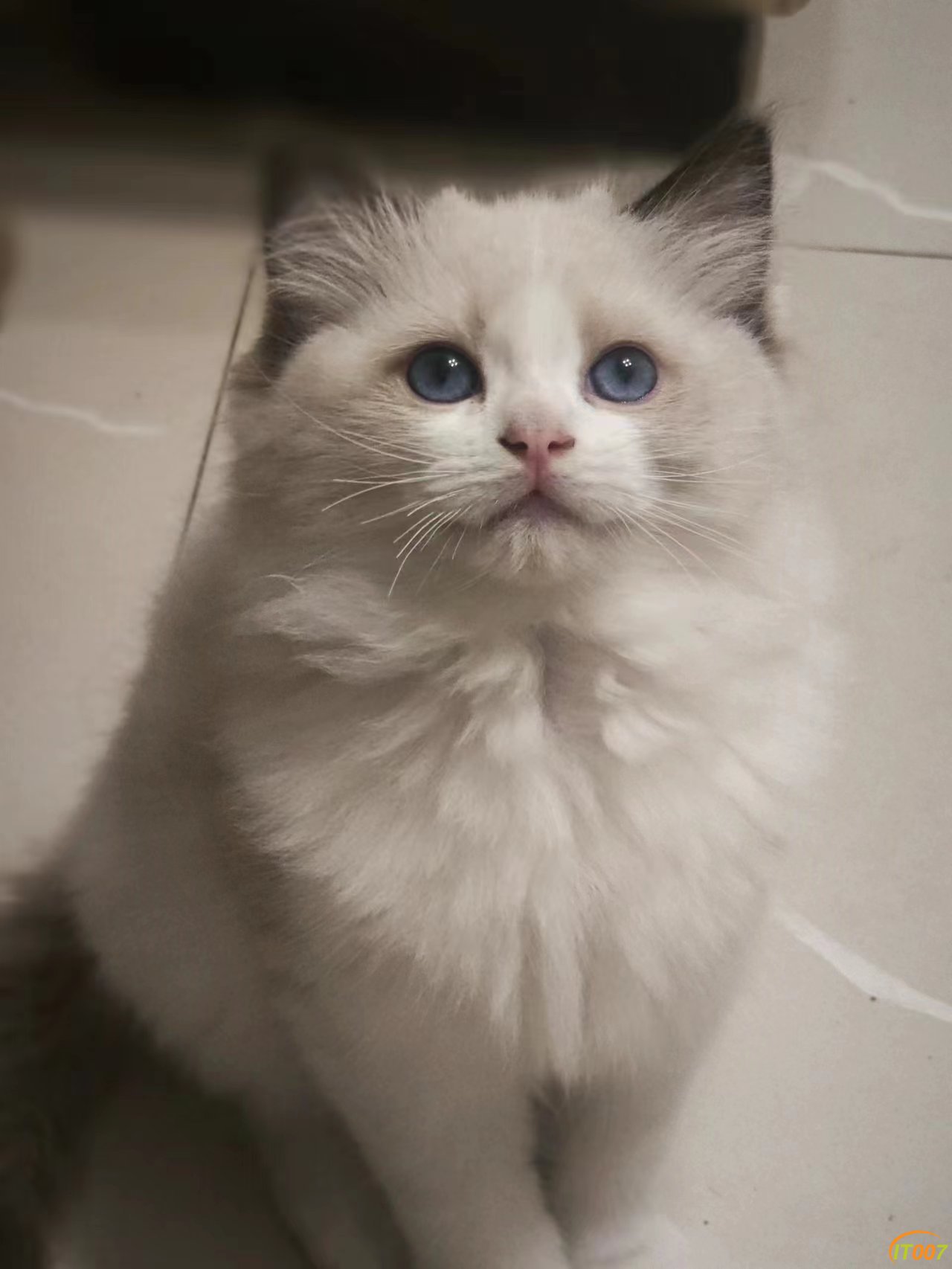 小公猫