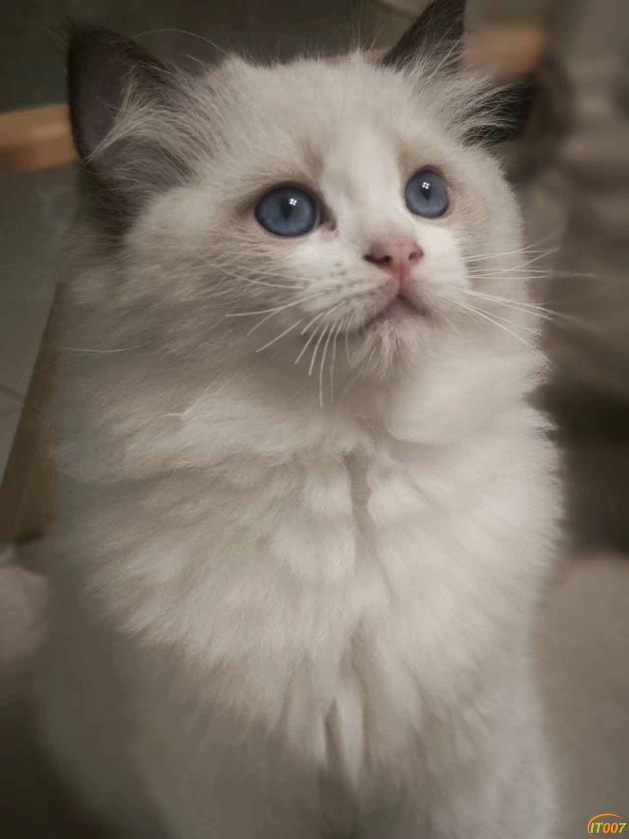 小母猫
