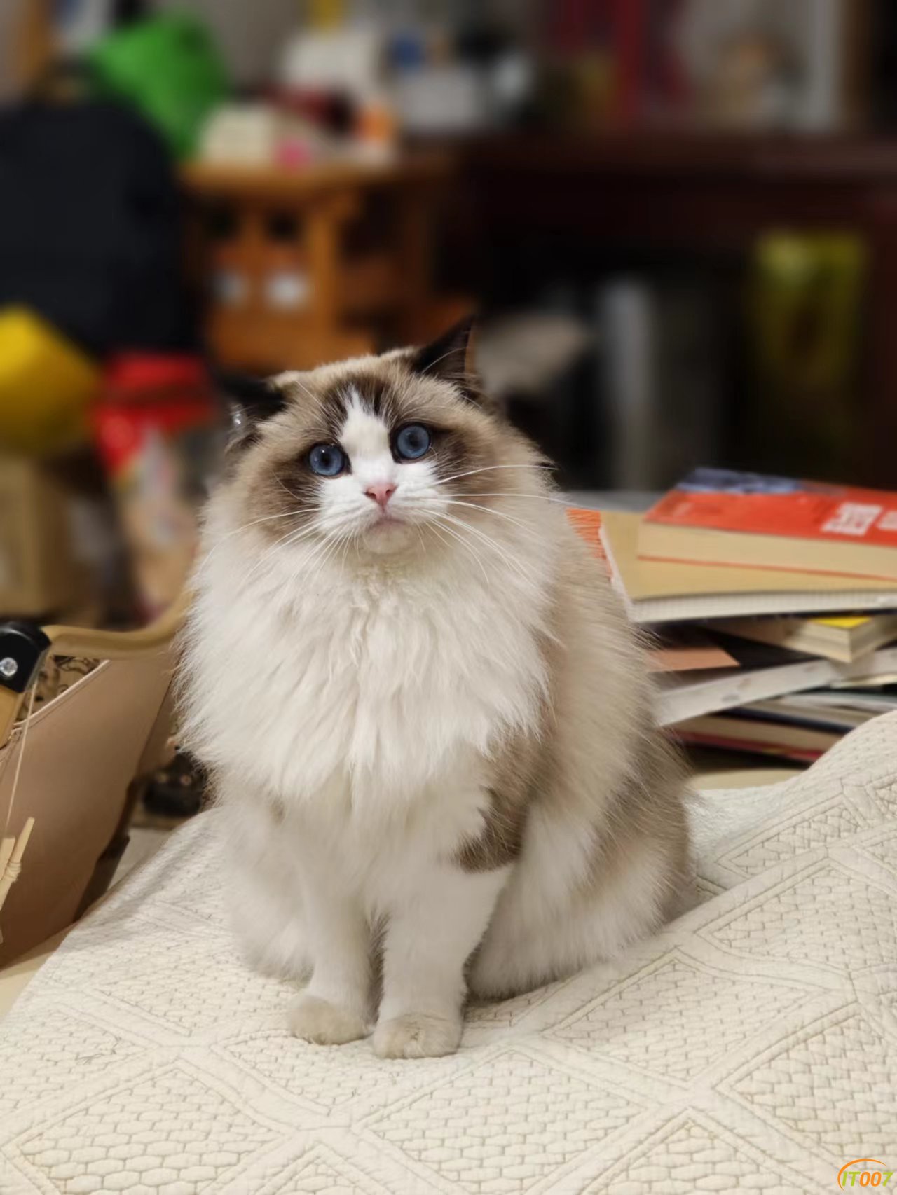 猫妈妈