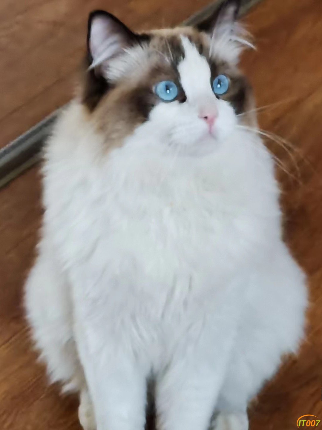 猫爸爸