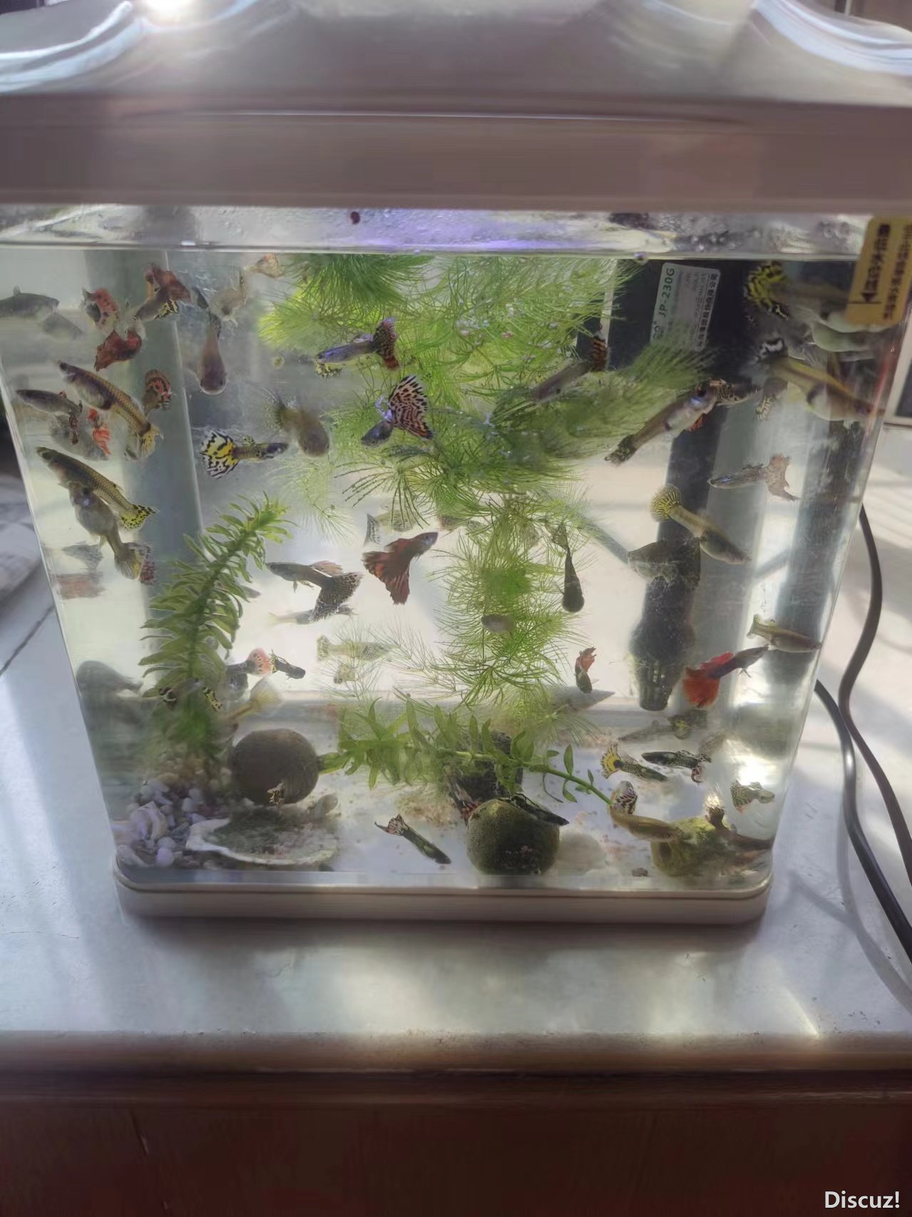 fish.jpg