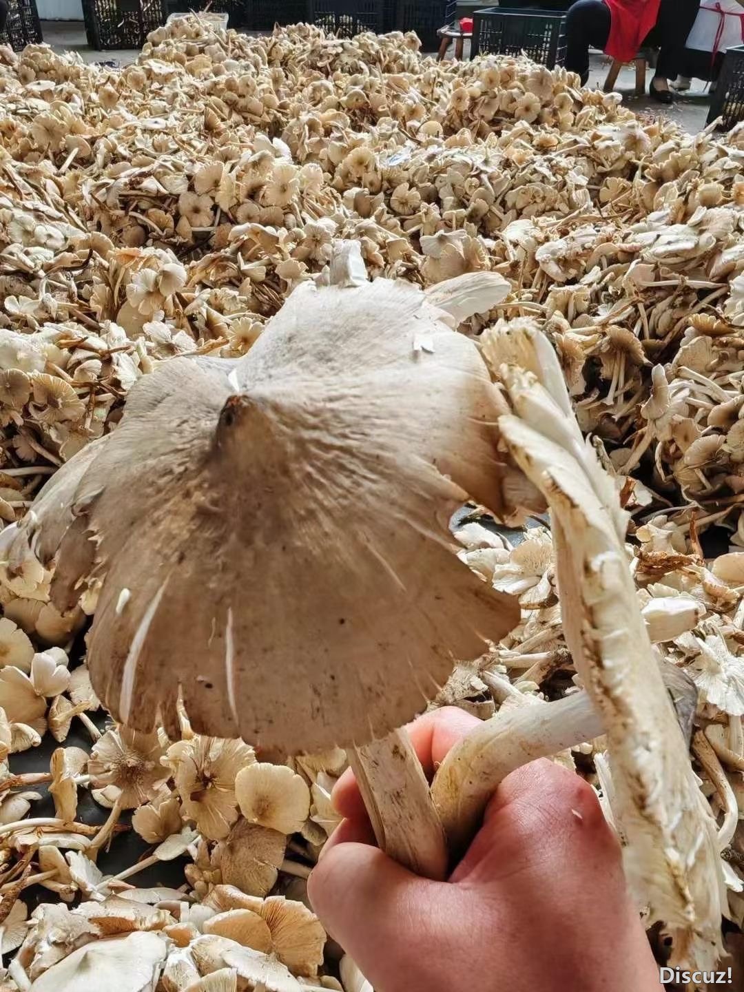171033qh86f2n9ik7p9pzv.JPG