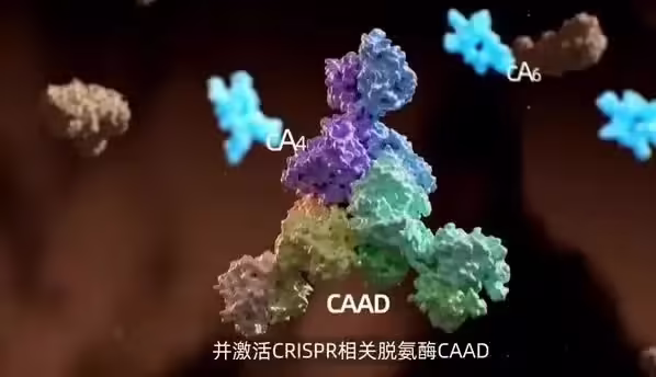 我国科研人员发现细菌免疫新机制，成果发表于《科学》