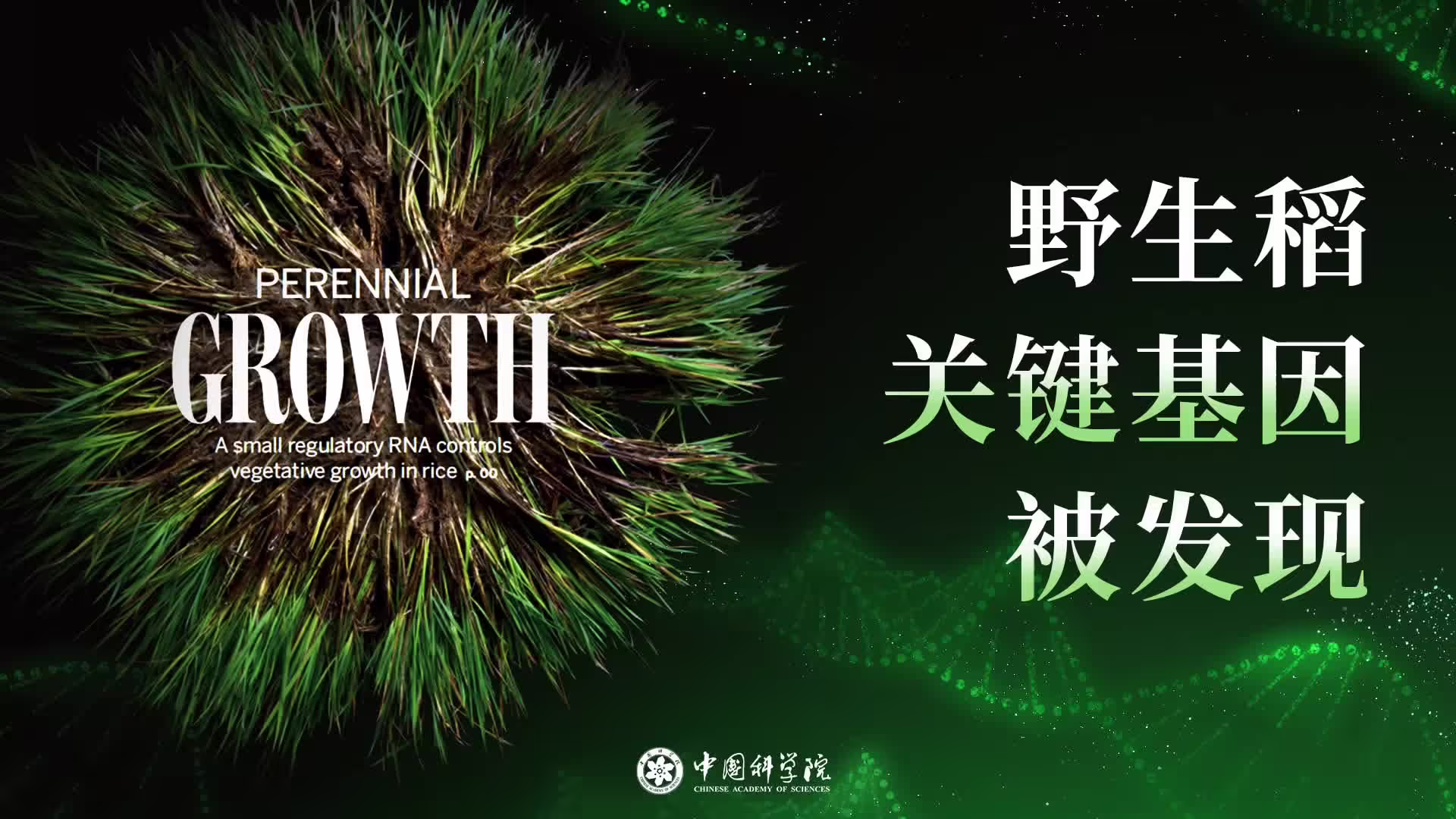 从一年生到“割了又长”：我国科学家培育出多年生“长寿水稻”，成果登上Science封面 ...